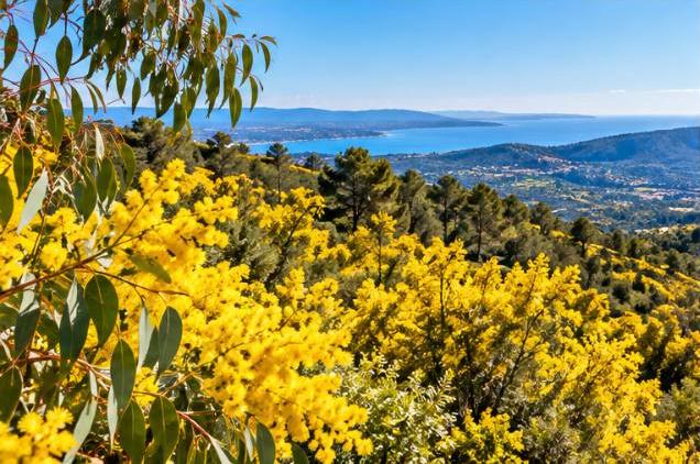 Mimosa and eucalyptus hills of Tanneron