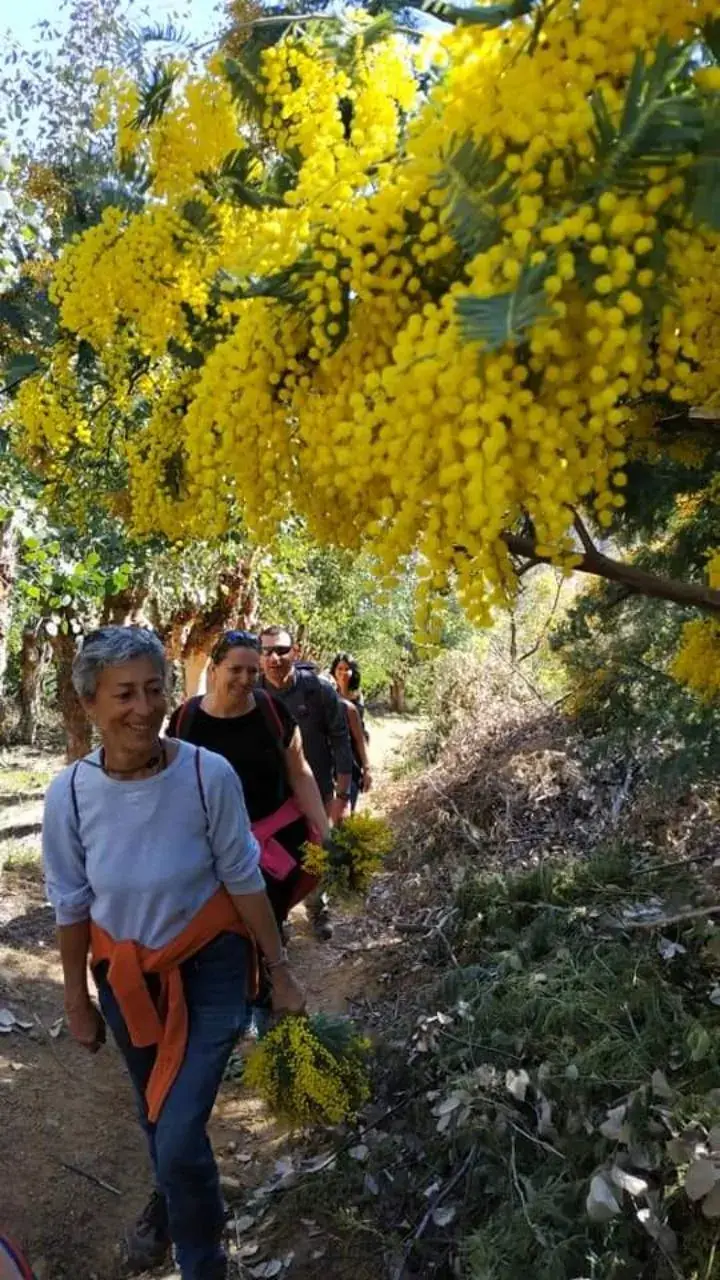 A group of walkers beneath large clusters of flowering mimosa