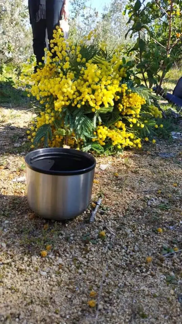 Mimosa flowers and a cup during an outdoor break