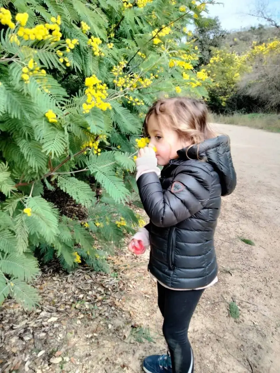 A child discovering the scent of mimosa flowers beside a trail