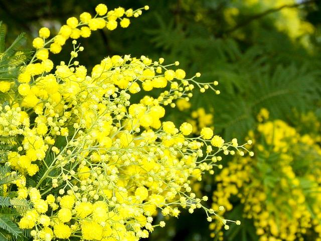 Close-up of small yellow mimosa flowers and green leaves